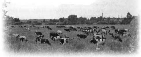 "Страна чудес" и другие рассказы - image29.jpg_1