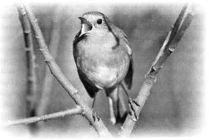 "Страна чудес" и другие рассказы - image5.jpg_0