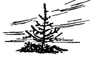 В лесной чаще - pic_8.png
