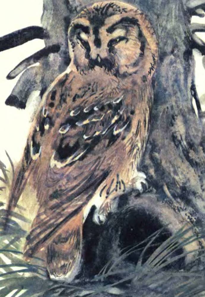 Про птиц - _33.jpg