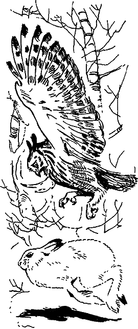 Гребень буйвола - i_007.png