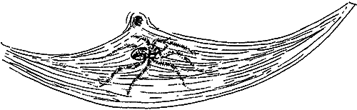Гребень буйвола - i_027.png