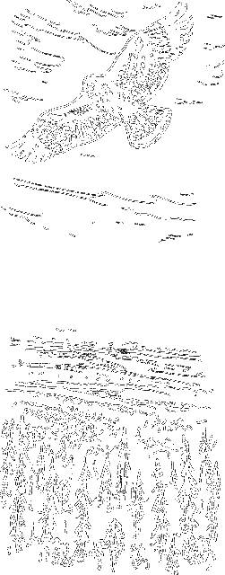 Гребень буйвола - i_036.png