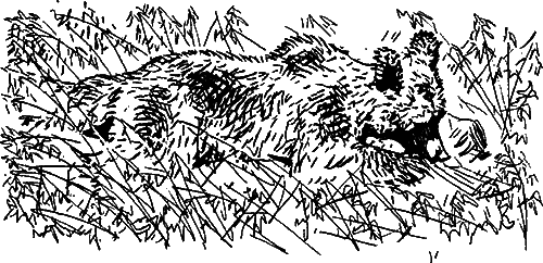 Гребень буйвола - i_037.png