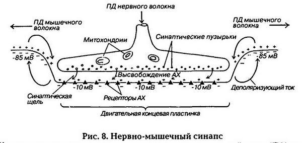 Нормальная физиология - _9.jpg