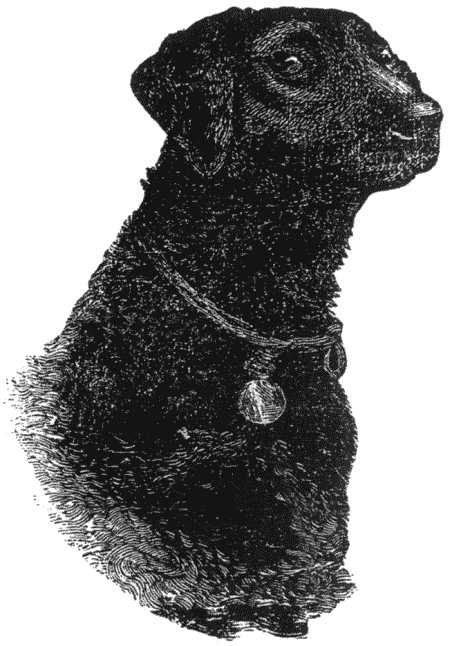 Дрессировка полицейских собак - i_049.png