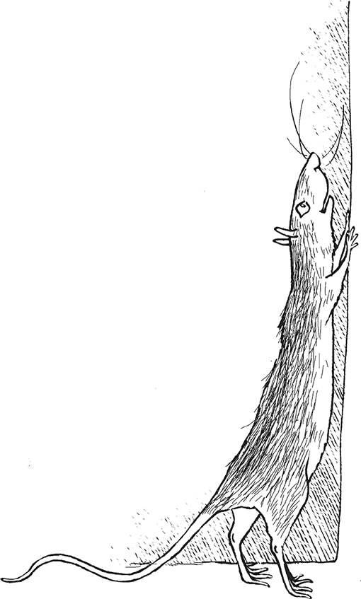 Крысявки. Крысиное житие в байках и картинках - i_005.png