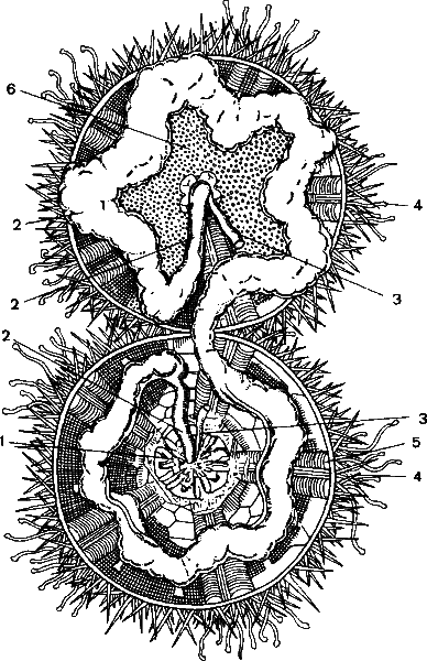 Аксиомы биологии - i_34.png