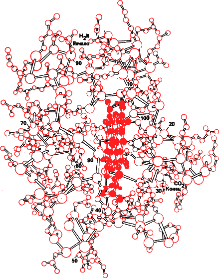 Аксиомы биологии - i_41.png