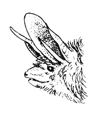 Млекопитающие - i_003.png