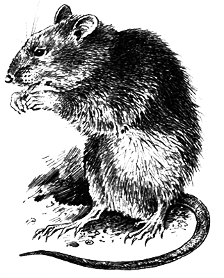 Млекопитающие - i_013.png