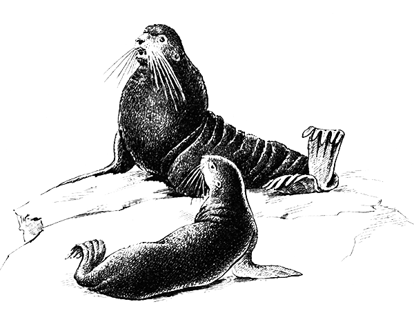 Млекопитающие - i_019.png