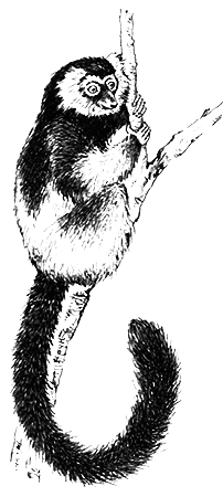 Млекопитающие - i_026.png