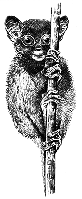 Млекопитающие - i_027.png