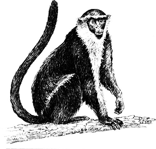 Млекопитающие - i_028.png