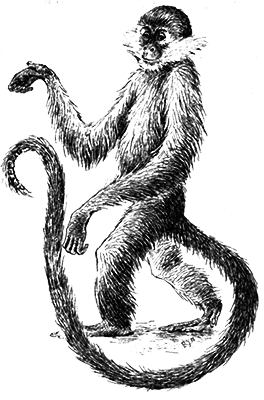 Млекопитающие - i_029.png