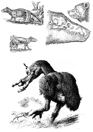 История земли и жизни на ней - img56.png
