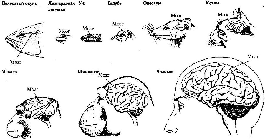 Эволюционная психология. Секреты поведения Homo sapiens - img60FF.jpg