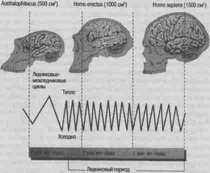 Эволюционная психология. Секреты поведения Homo sapiens - imgC382.jpg