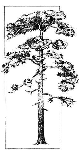 Голосеменные растения - i_009.png