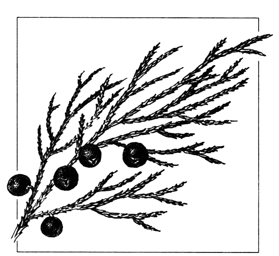 Голосеменные растения - i_019.png