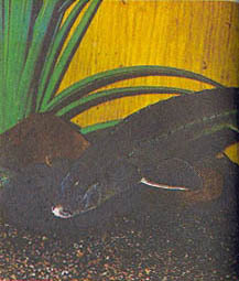 Аквариум в школе - _60.jpg