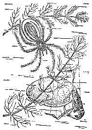 Аквариум в школе - _22.jpg