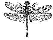 Аквариум в школе - _23.jpg