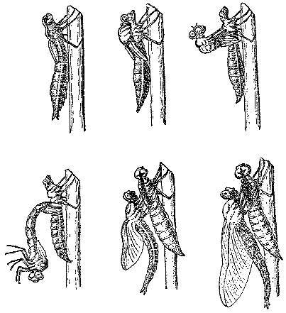 Аквариум в школе - _26.jpg