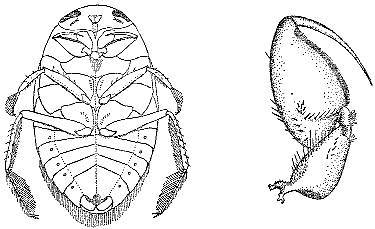 Аквариум в школе - _30.jpg