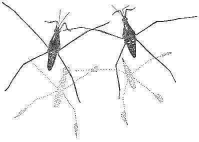 Аквариум в школе - _33.jpg