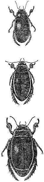 Аквариум в школе - _34.jpg