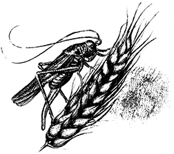 Звенья и зёрна - i_009.png