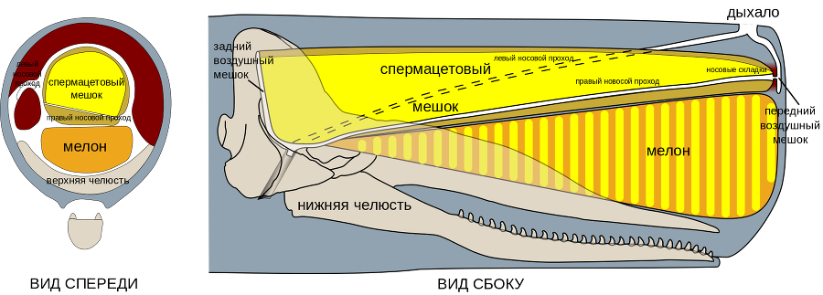 Война Кланов (СИ) - _6125c0afa4ad4ba3823754a04e261f49.png