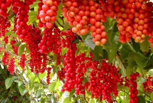 Между Сциллой и Харибдой (СИ) - i_037.jpg