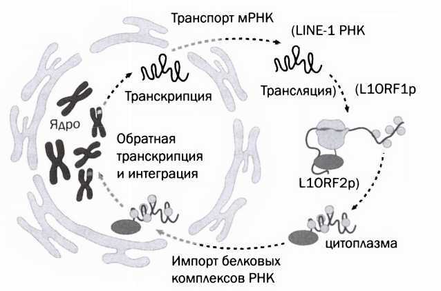 Я — не моя ДНК. Генетика предполагает, эпигенетика располагает - i_005.jpg