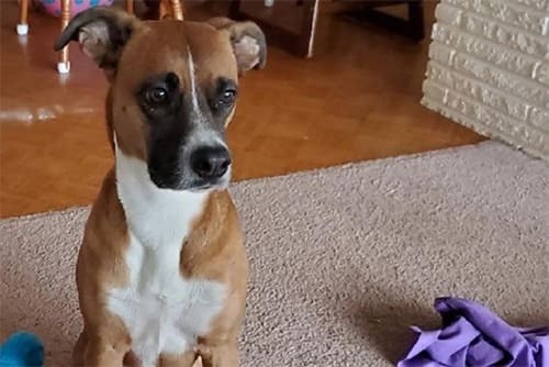 Песнь Теней и Звёздного света (ЛП) - _31.jpg_0